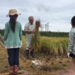 稲刈りの会 (10)