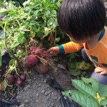 小高Ｇ収穫体験 (2)